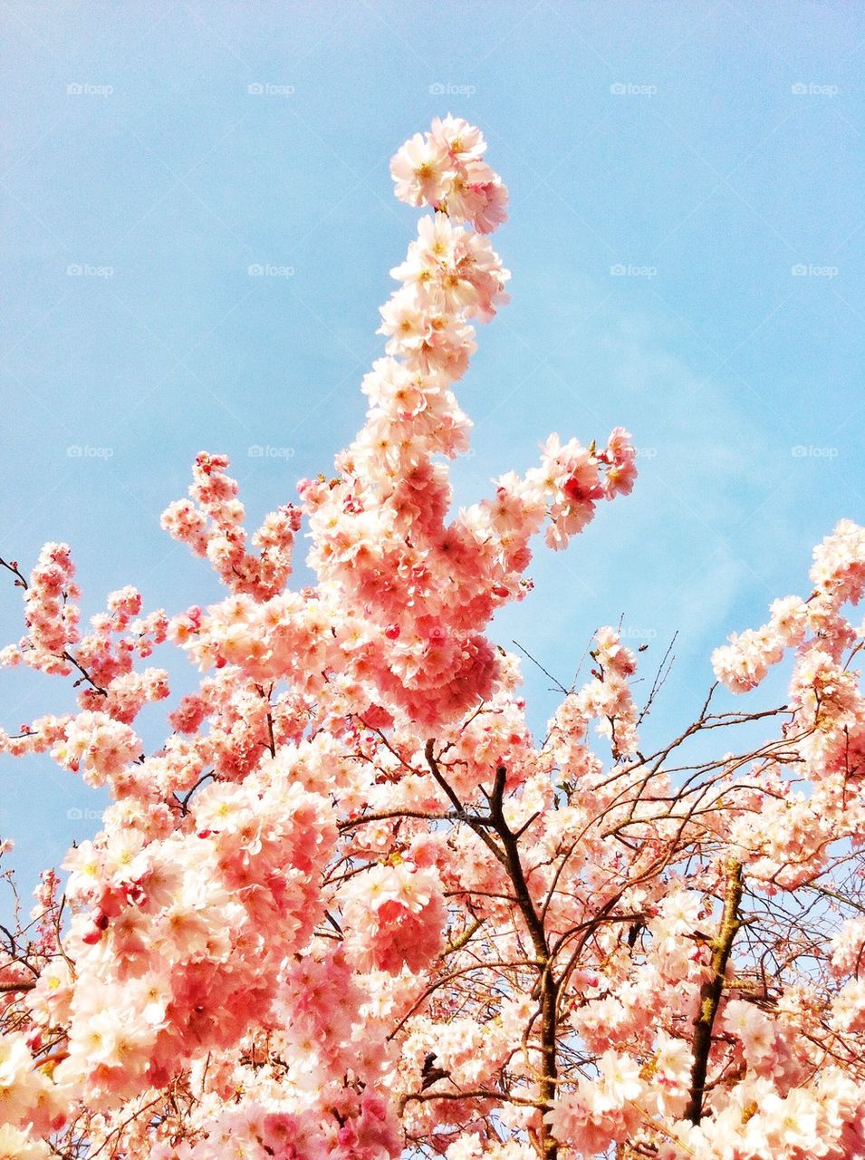 Pink cherry blossom