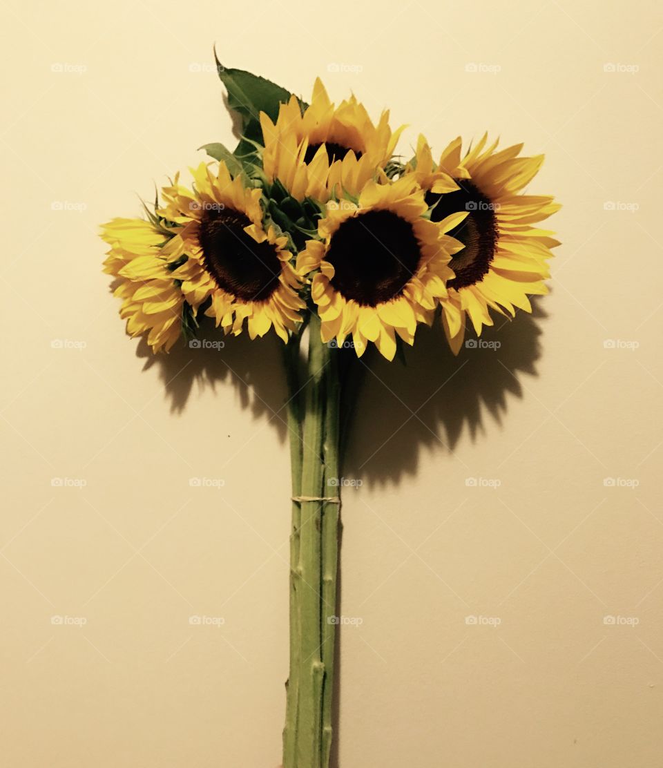 Sunflower lovin