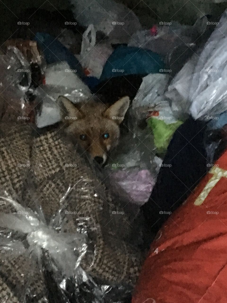 Local wildlife fox in our recycling container at work 