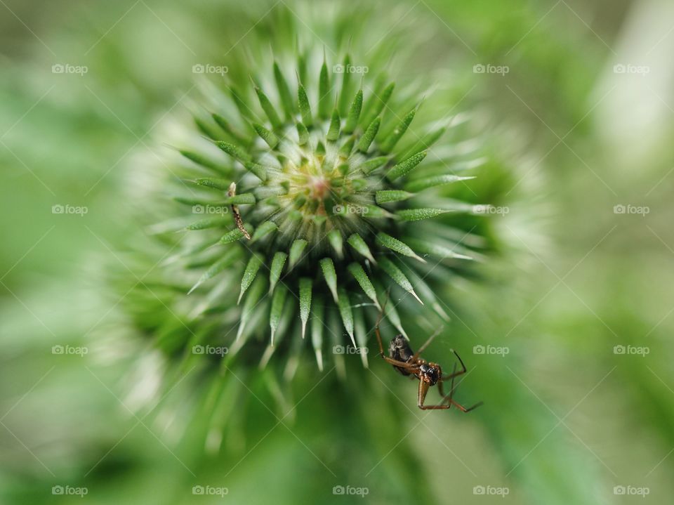 Close up of thistle bud and tiny spider