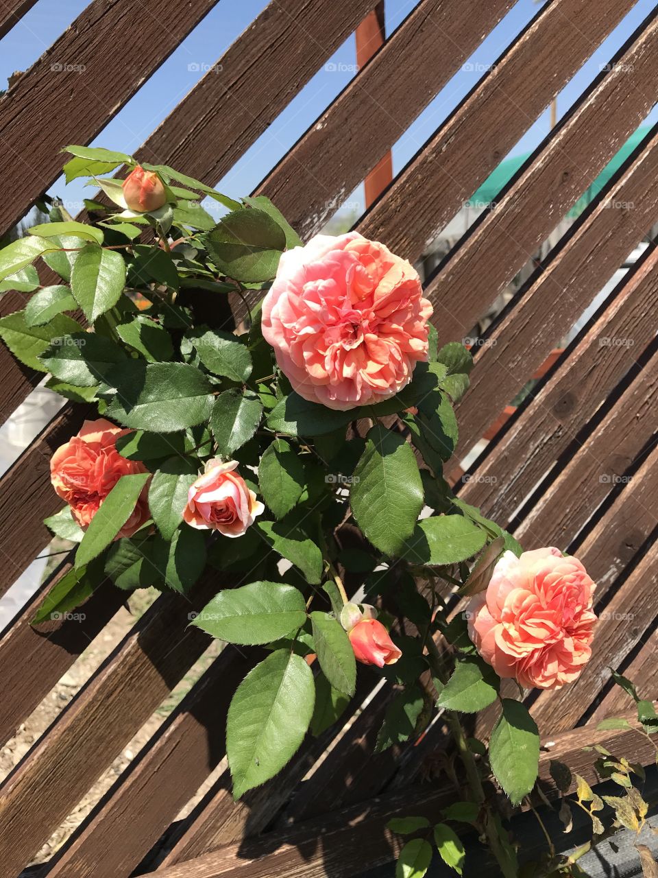 Peach coloured roses against wooden slatted fence
