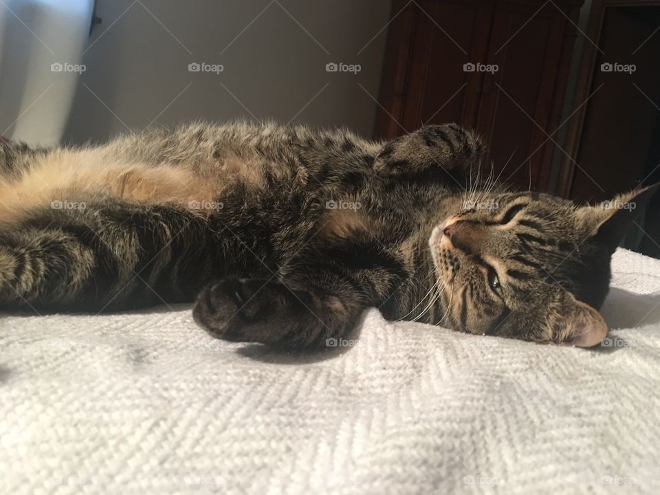 Sleepy tabby cat laying on bed stomach up