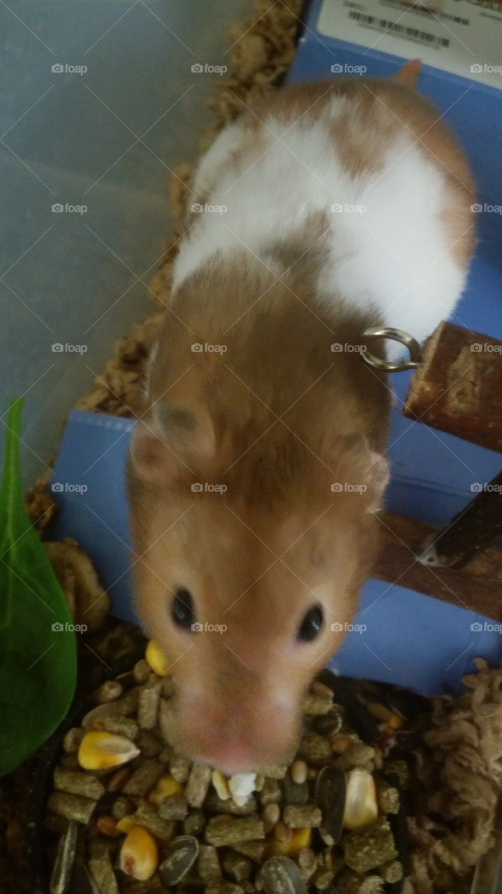 Dusty, Syrian hamster coming out to eat
