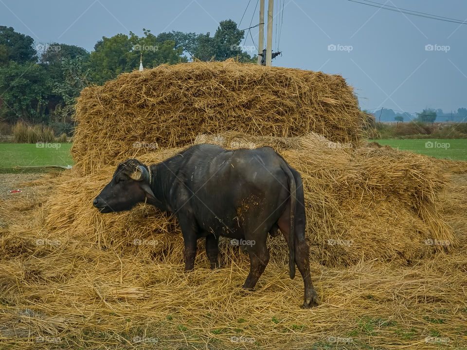 Buffalo playing with dry grass