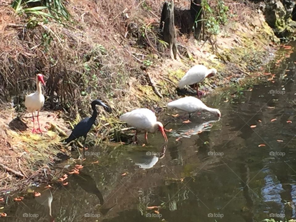 Beautiful wildlife in backyard canal in Bonita Springs Florida.