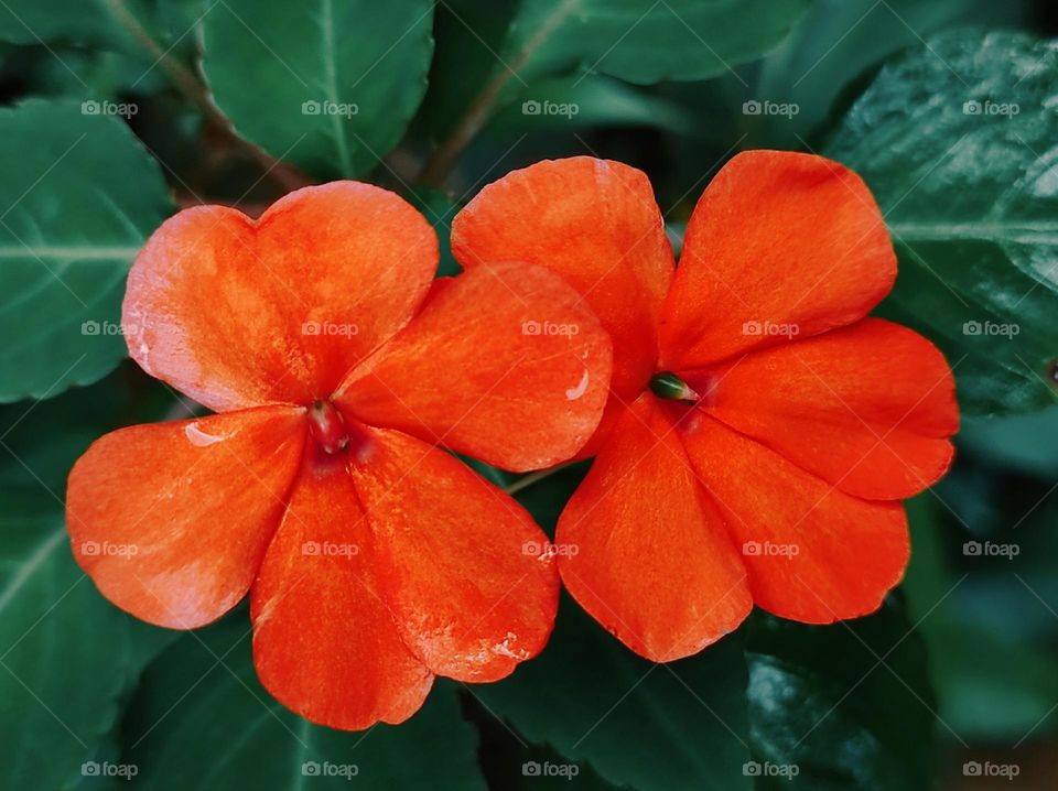 The two Impatiens flowers 🌸