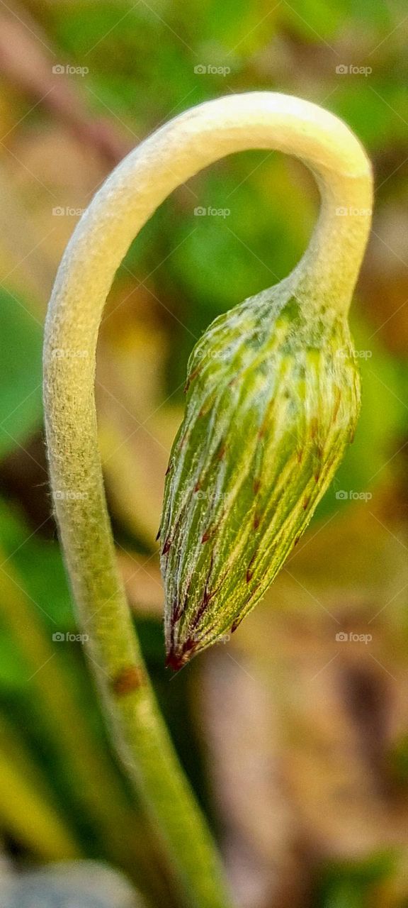 Cowtongue Arnica