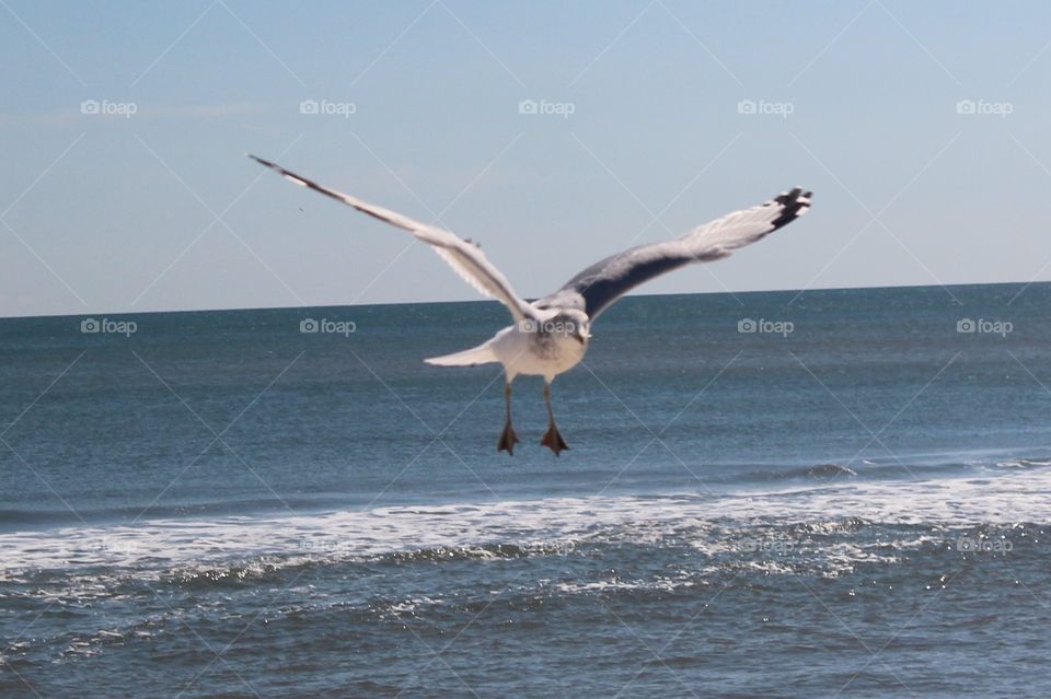 A seagull flying over sea
