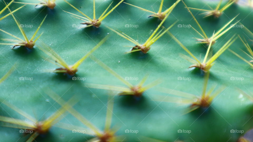 cactus close up