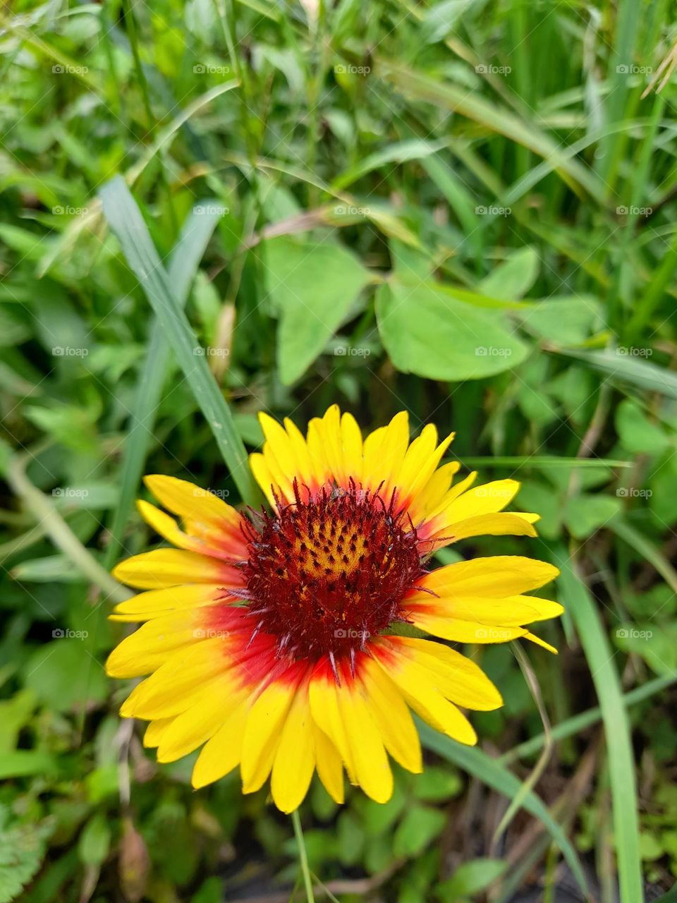 Gaillardia, also known as blanket flower,