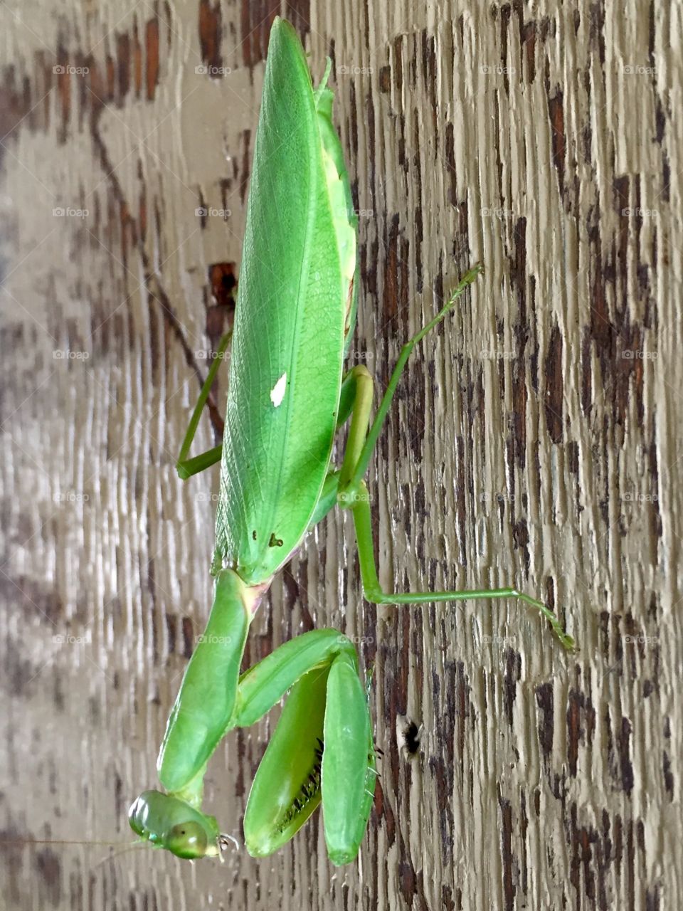 Praying mantis