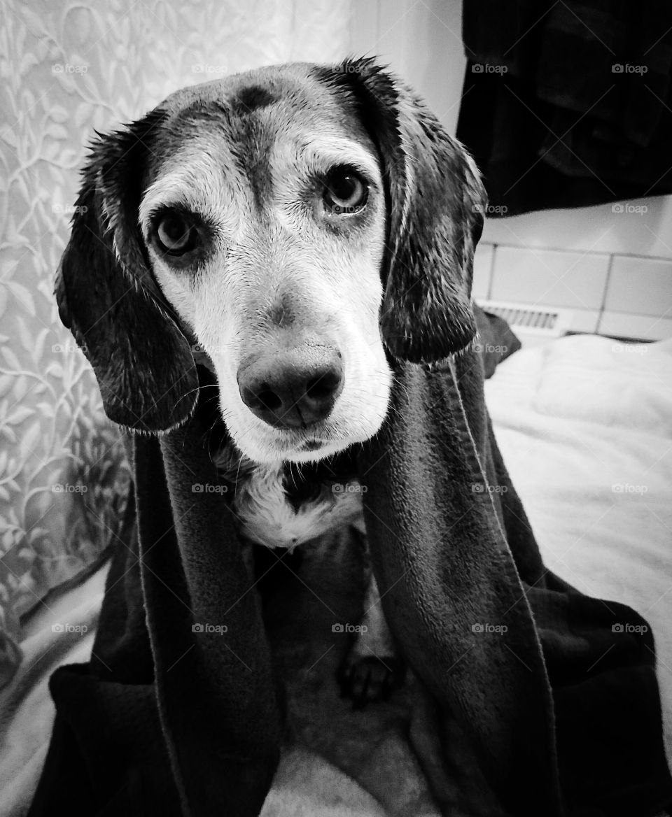 Close-up of dog wrapped in bath towel