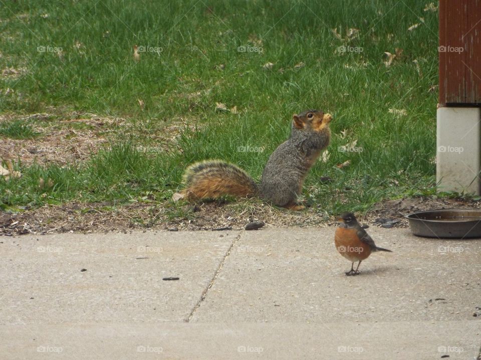 Squirrel and Robin