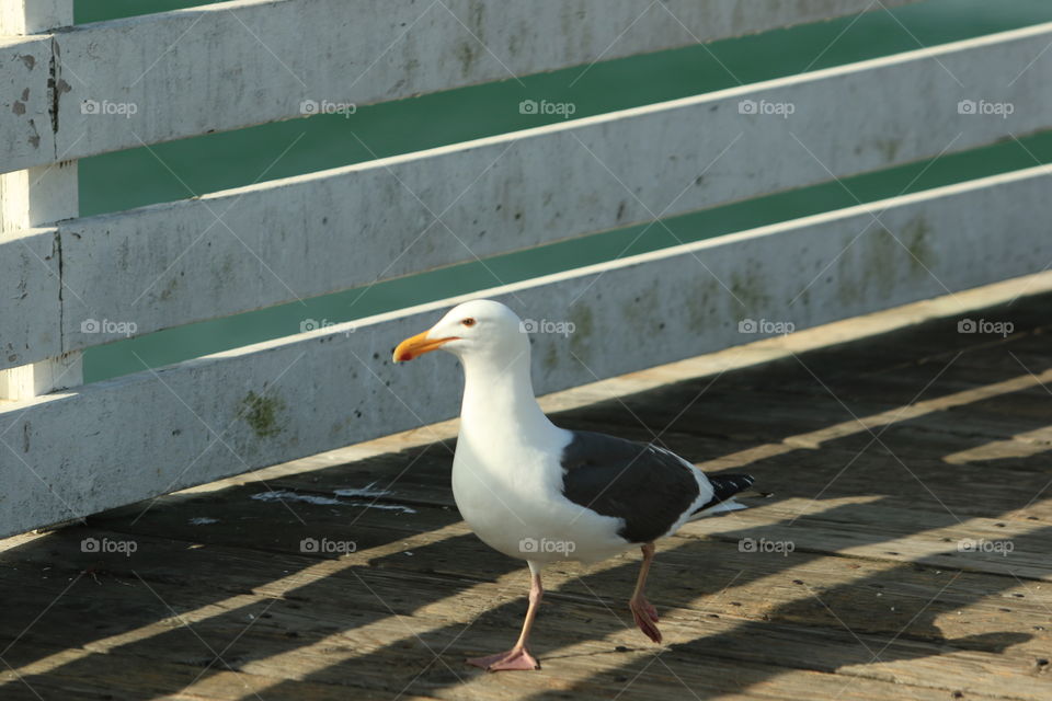 Seagull 