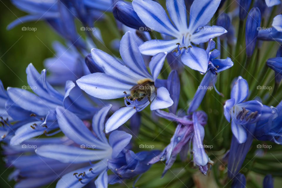 close up of blue hyacinth