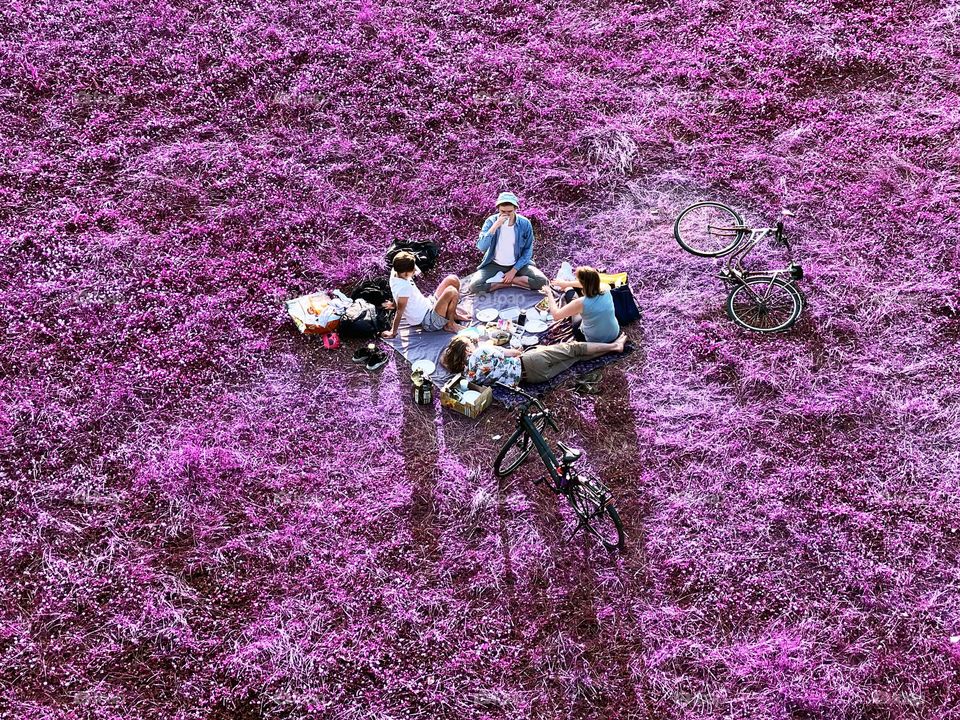 Picnic in purple field 