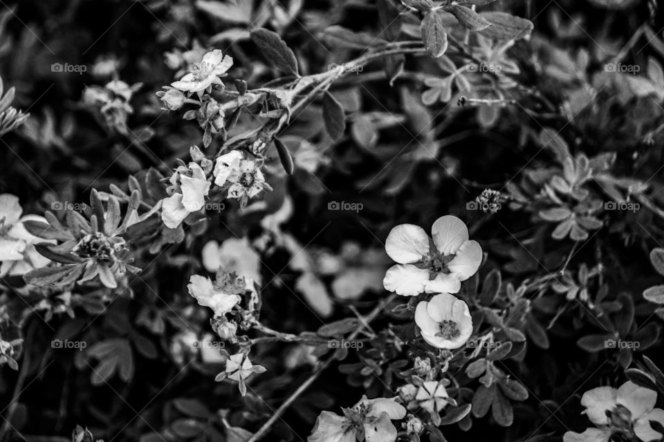 Flowers in greyscale