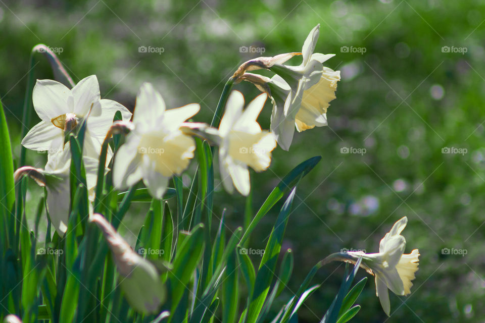 White Daffodils . Daffodils I'm the spring