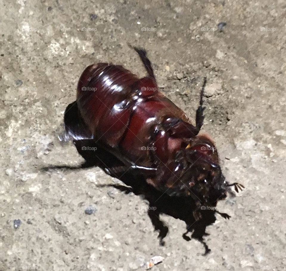 Beetle bug 