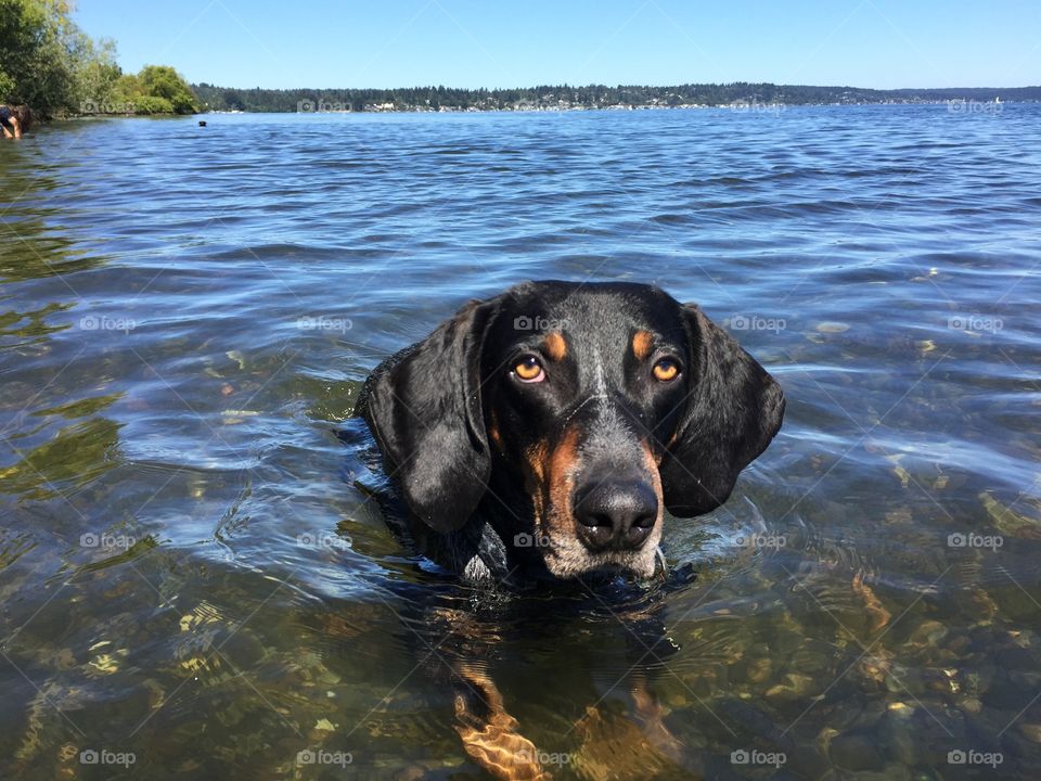 Dog in water