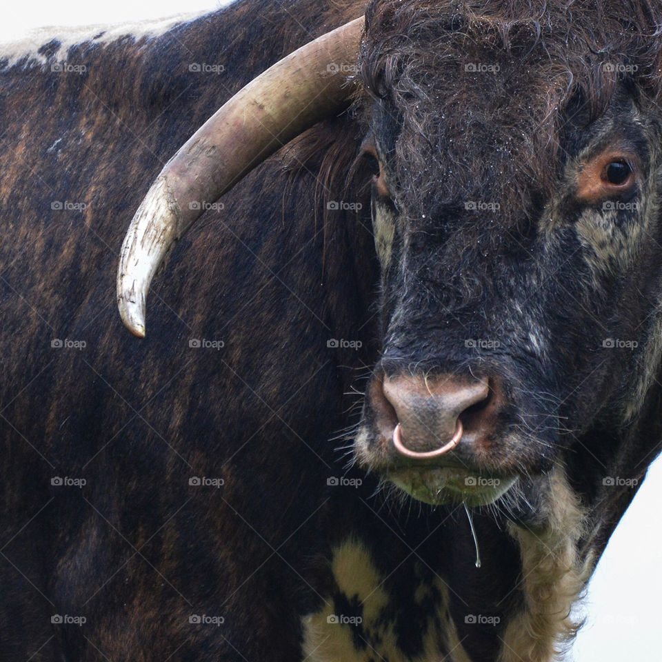 Old English Longhorn bull