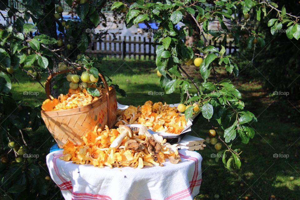 Chanterelles, mushrooms