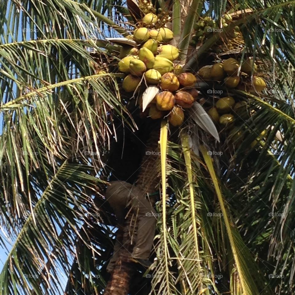 Picking up coconuts