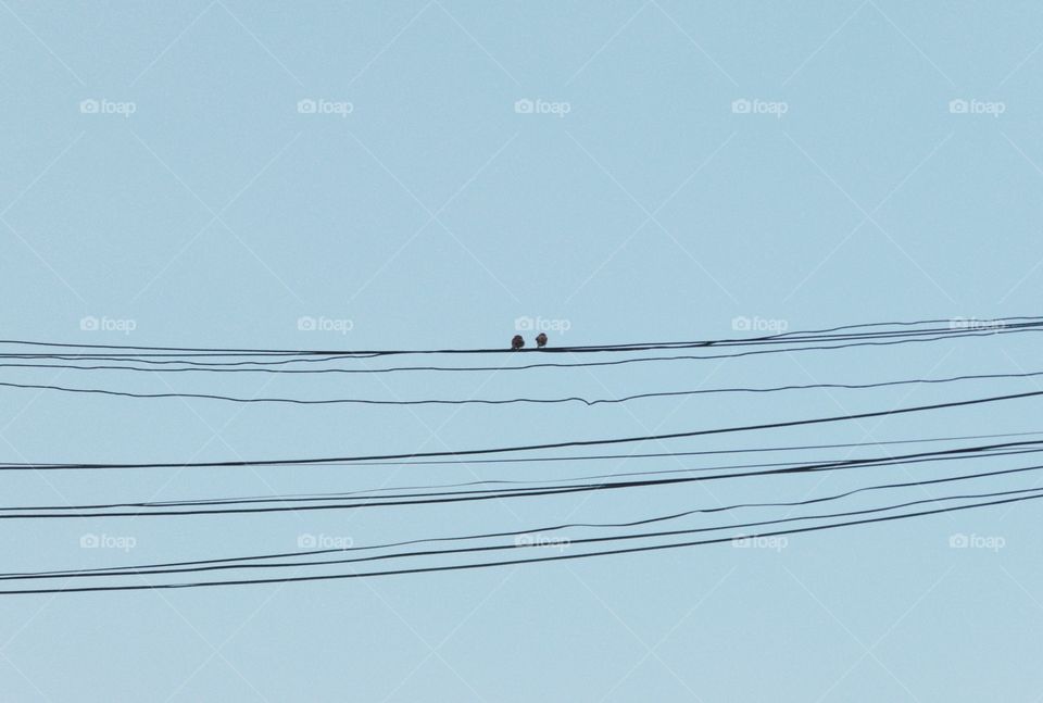 Two birds on wires against blue sky