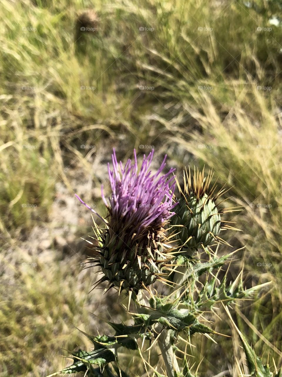 Beauty in the Desert