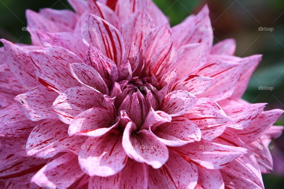 Dahlia . Patchy pink