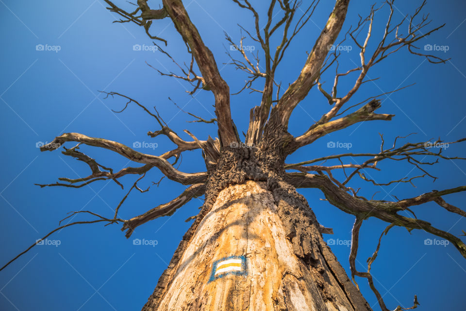 Old tree, Dąbrówka, Leszno, Poland