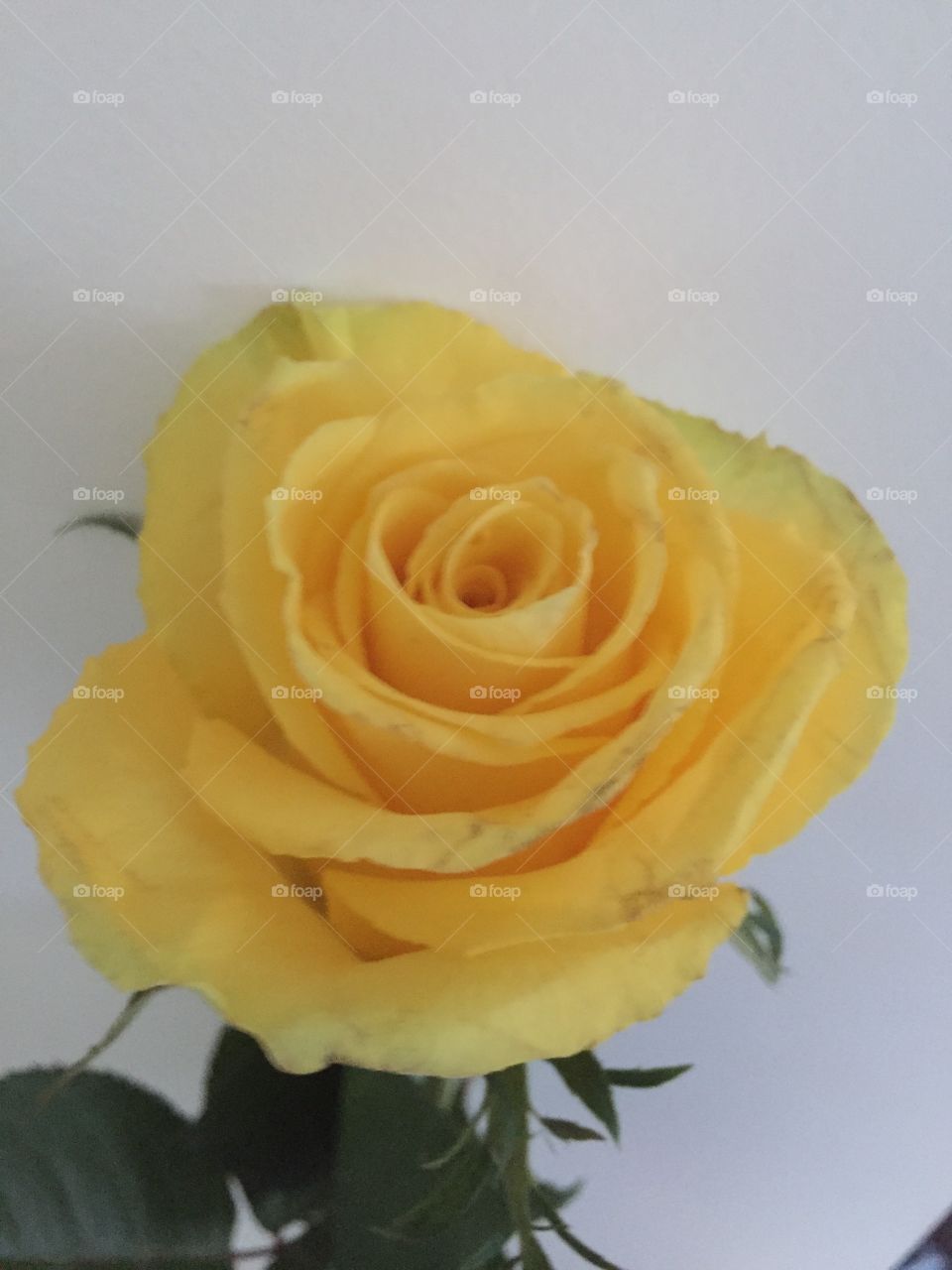 Real Rare yellow rose