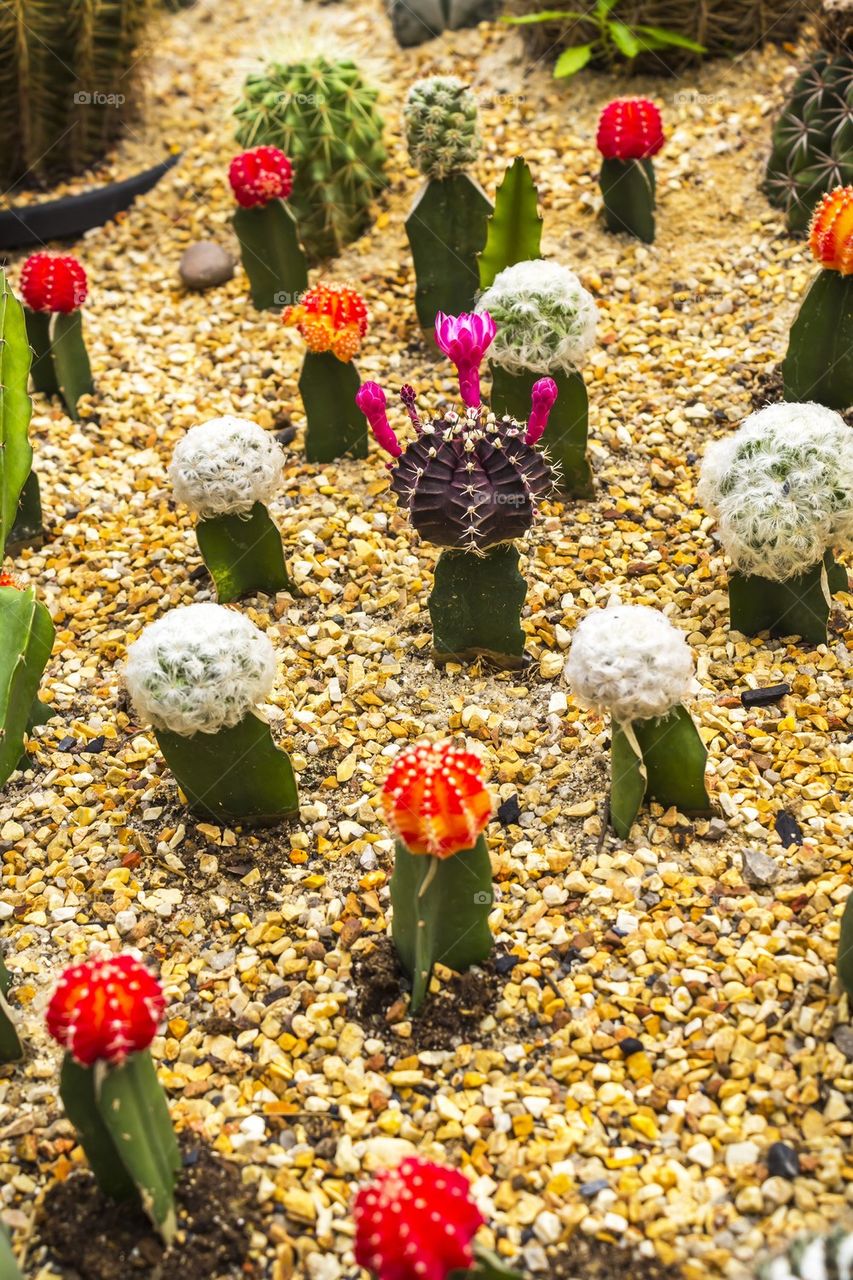 Colorful cactus