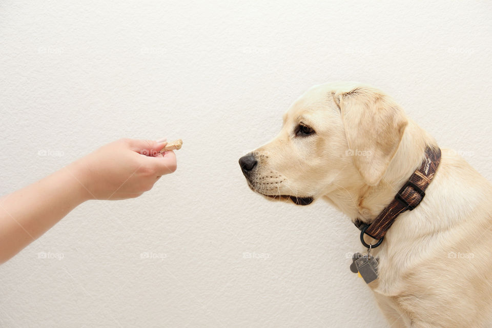 Treat and dog