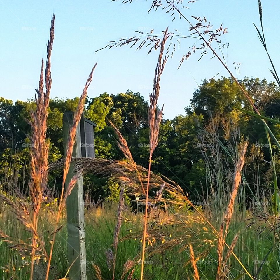 Late summer evening light