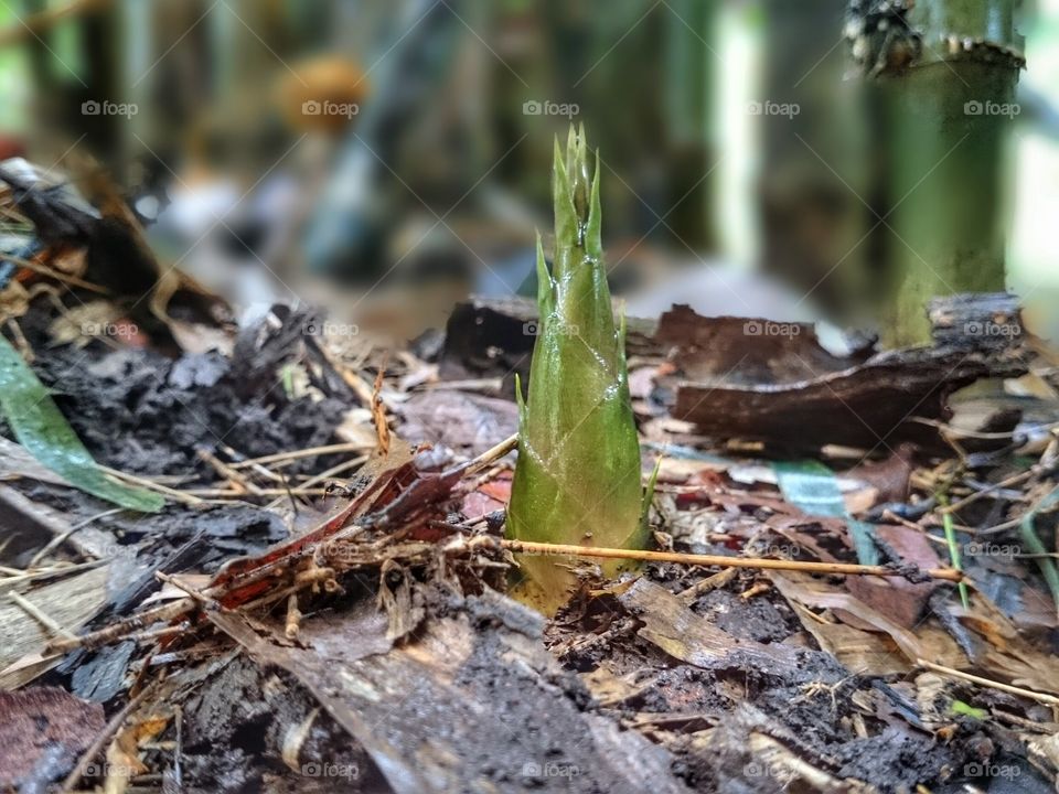 Bamboo shoots. Bamboo shoots, raw food, vegetable, nature