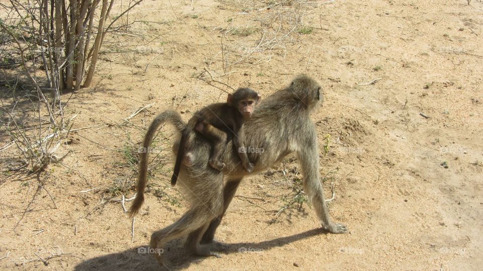 Monkey hitching a ride 