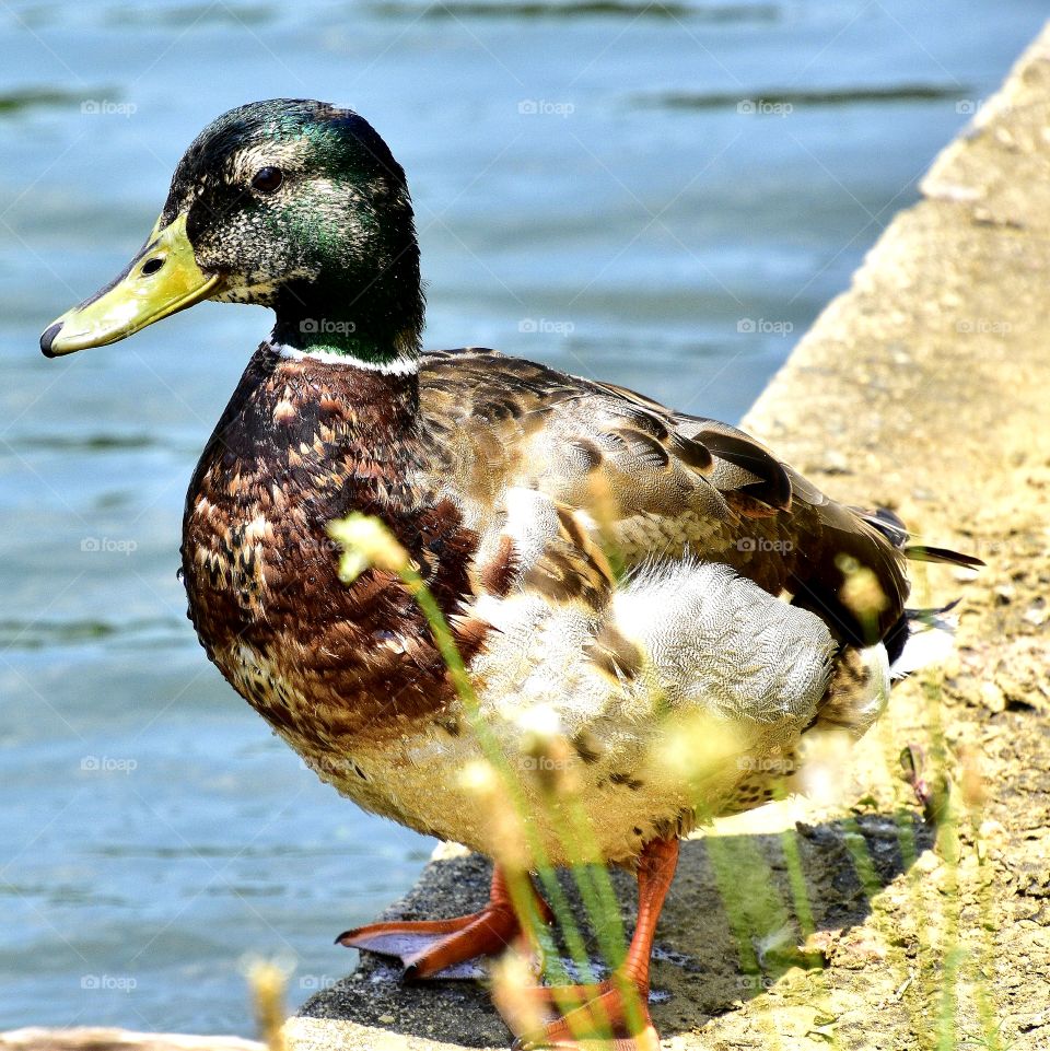 elegant duck