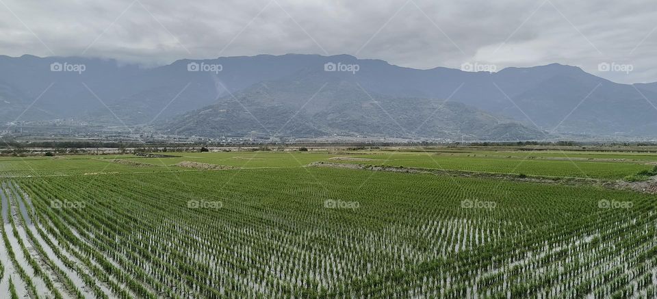 aerial view of rice fields in taiwan