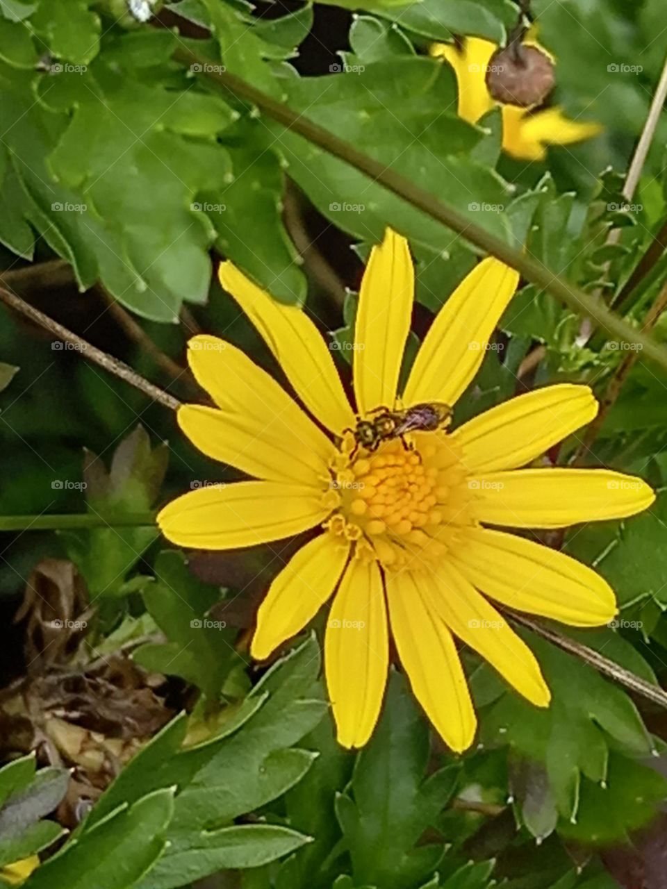 a bee on a flower
