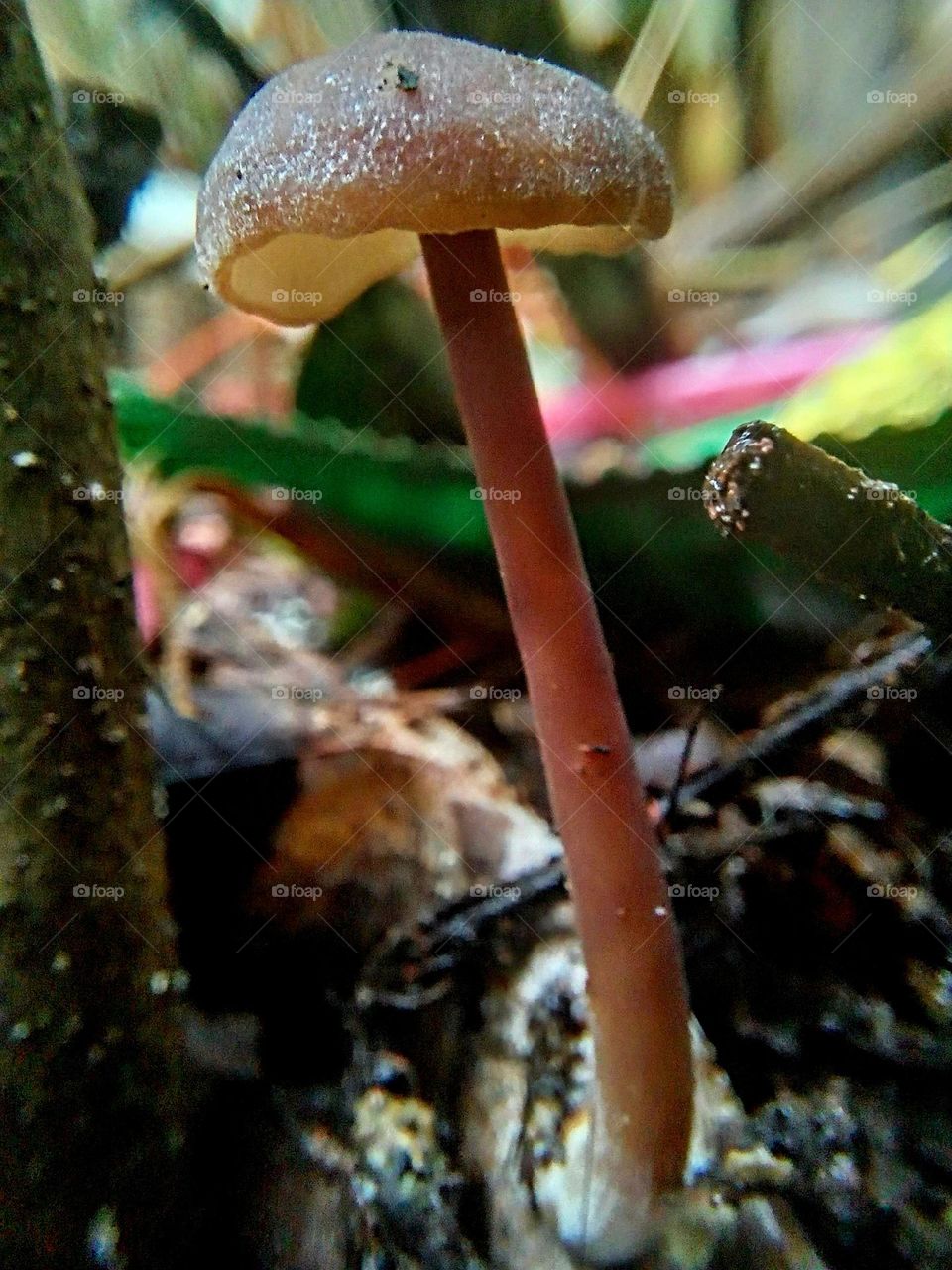 Young mushrooms thrive among the wild plants