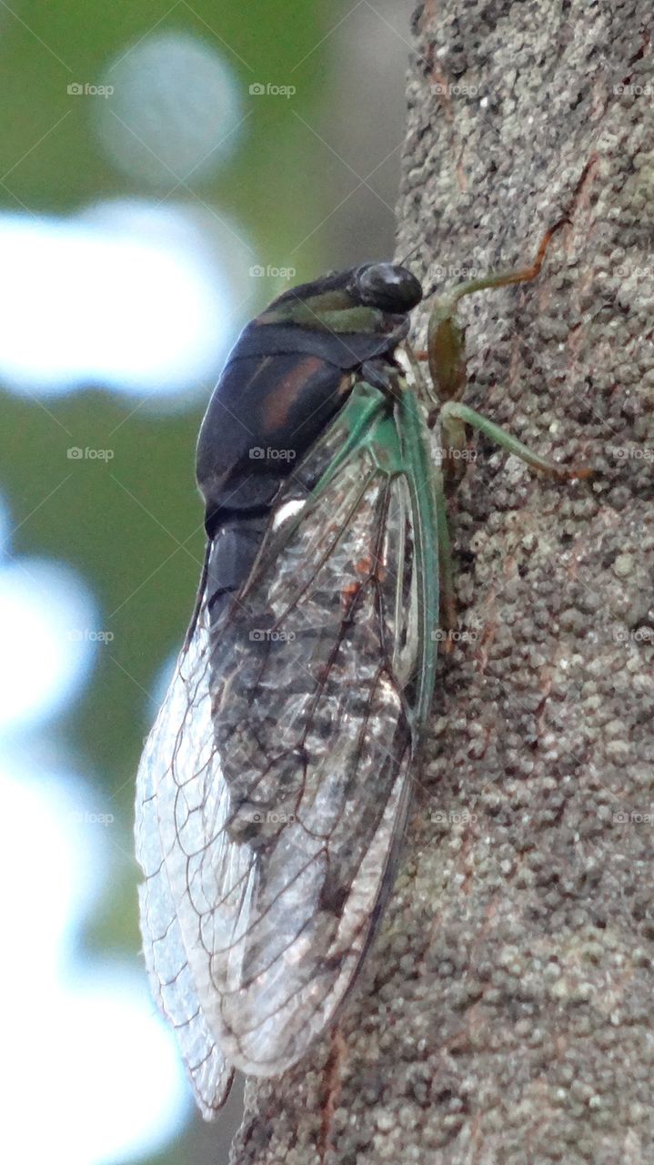 Sleepy cicada