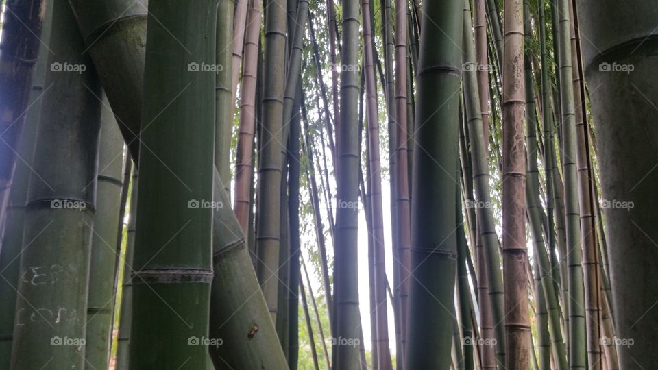 bamboo alta vila park agueda