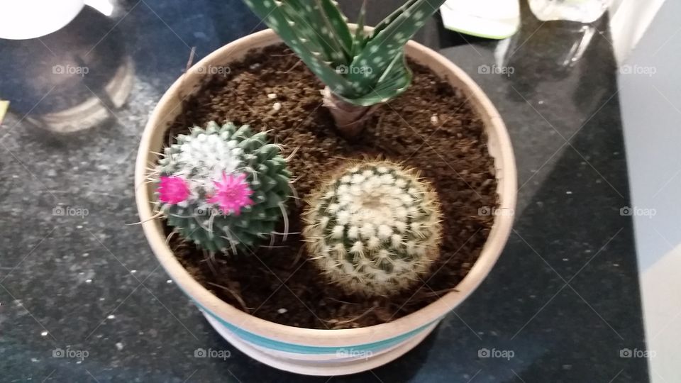 ball cactus pot