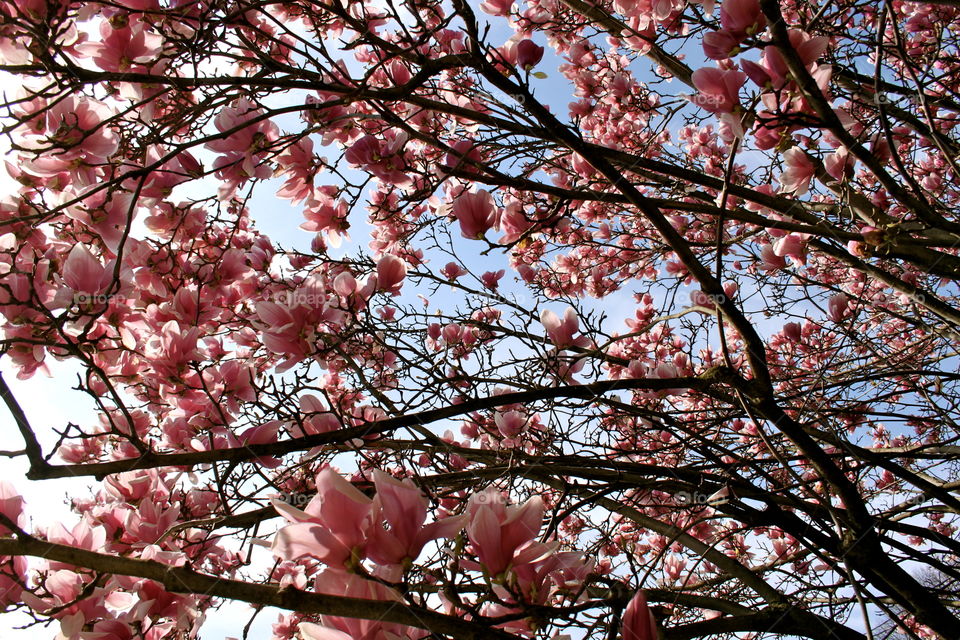 Pink Blooms in Florence 