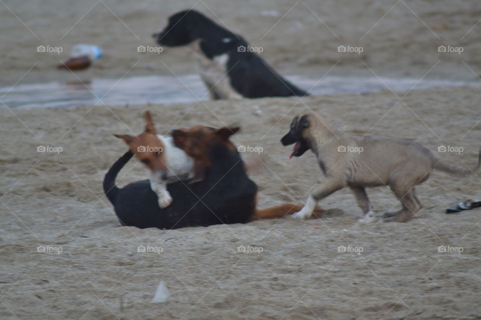 dogs playing on the beach