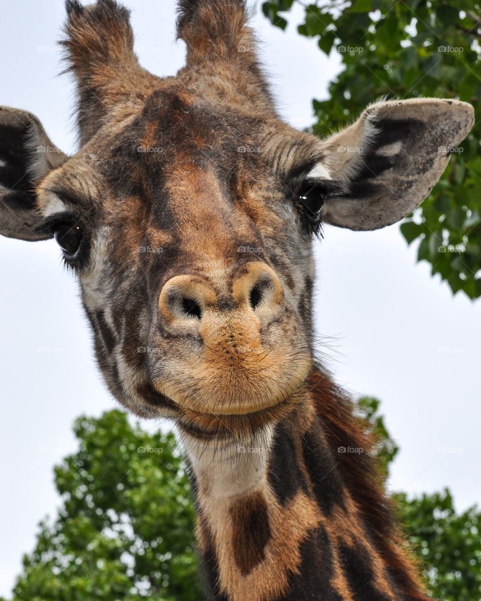 Giraffe Close Up