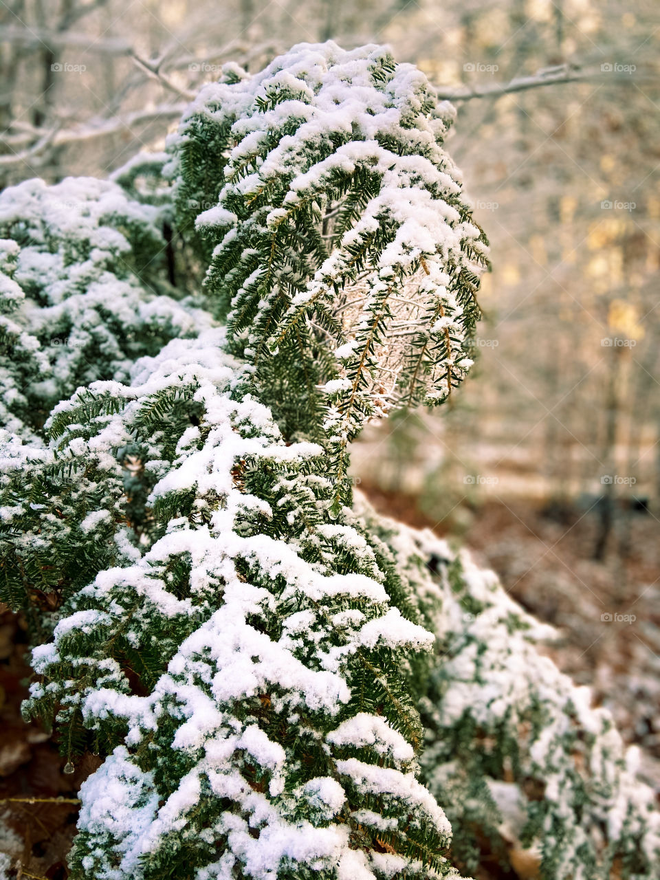 Tree branch with snow 