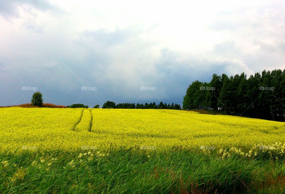 yellow field