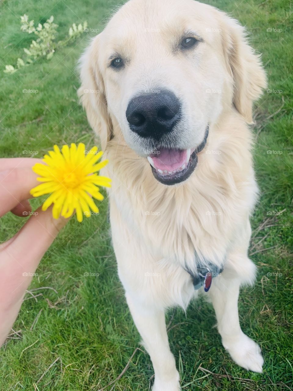 Golden retriever looking longingly at a dandelion flower